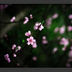 赏花4