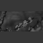 桃花绽放