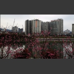桃花盛开澧水岸