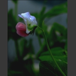 一枝豆花