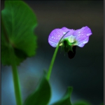 一枝豆花2