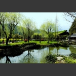 杨柳青青