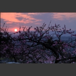 夕阳桃花别样红