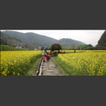 迎春