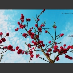 蓝天花影2