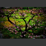 桃花韵5