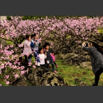 桃花韵8
