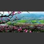 桃花韵3