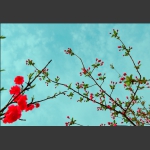 蓝天花影