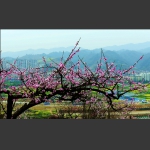 桃花韵1