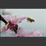 蜂恋花