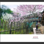 春到苗家