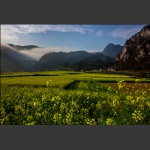 又到油菜花开时