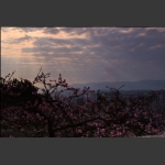 夕阳余晖映桃花