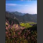 春来早