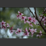 春花怒放