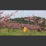 桃花醉