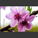 桃 花（二）