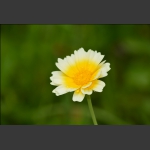 花之恋