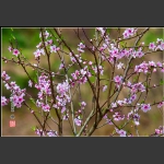 桃 花（三）