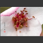 桃 花（一）