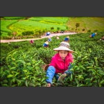 采茶女工