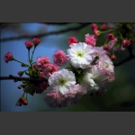 樱花（一）
