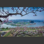 春暖花开映庸城