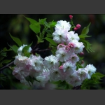 樱花（三）