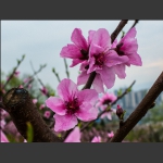 桃花艳