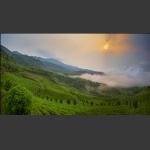 茶场春光