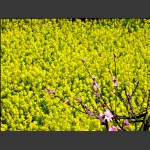 春来花几枝