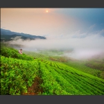 雨后茶色