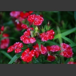小花（二）