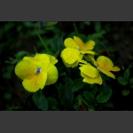 小花（一）