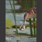 黄苇鳽