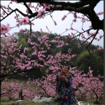 桃花醉人组照一