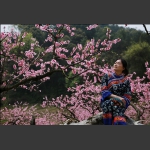 桃花醉人二
