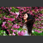 樱花韵3