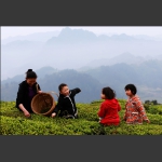 帮妈妈摘茶叶