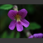 山花
