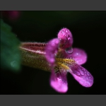 山花