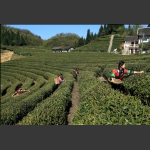 採茶