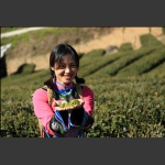 清明茶叶好