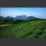 茶园春色