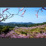桃花园记之四