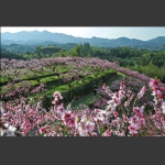 桃花园记之三