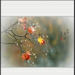 秋雨红叶