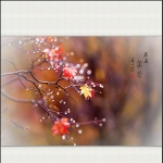 秋雨红叶