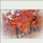 秋雨红叶